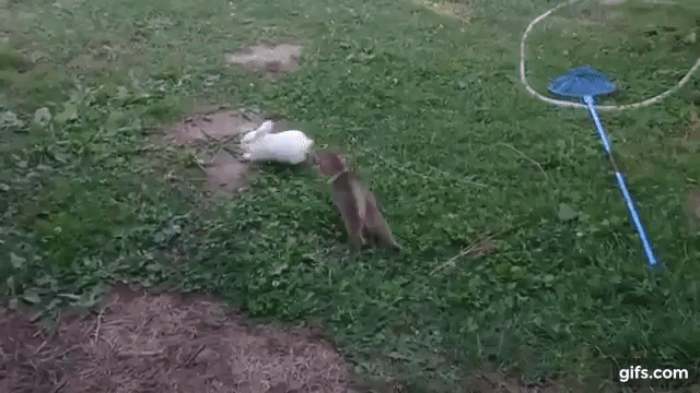 kitten chasing bunny
