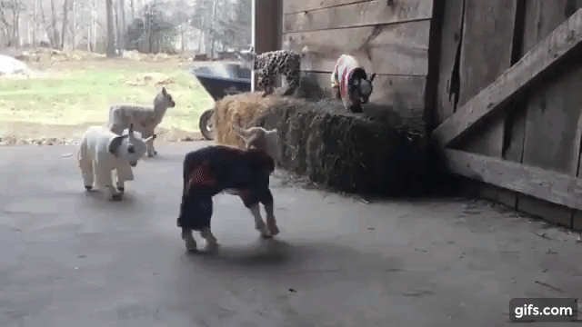 Leaping Baby Goats
