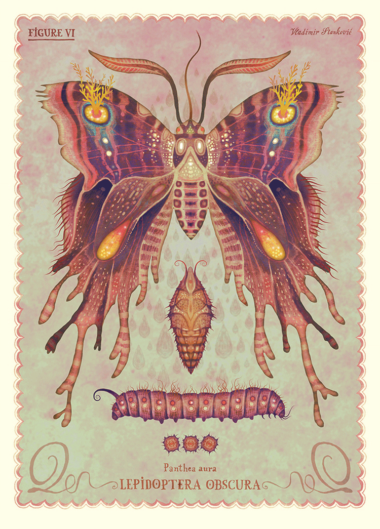lepidoptera obscura