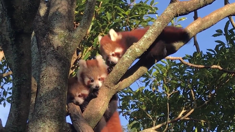 Red Panda Babies