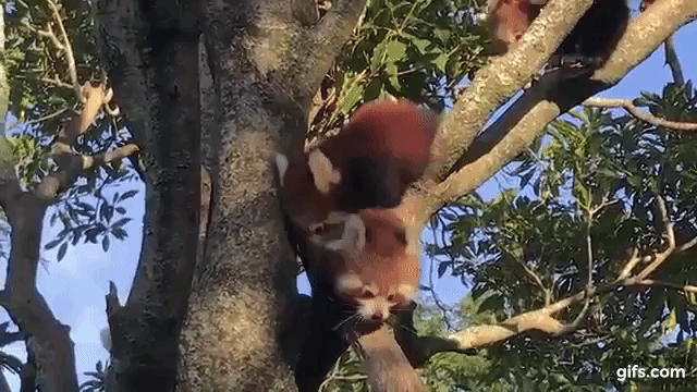 Red Panda Triplets in a Tree