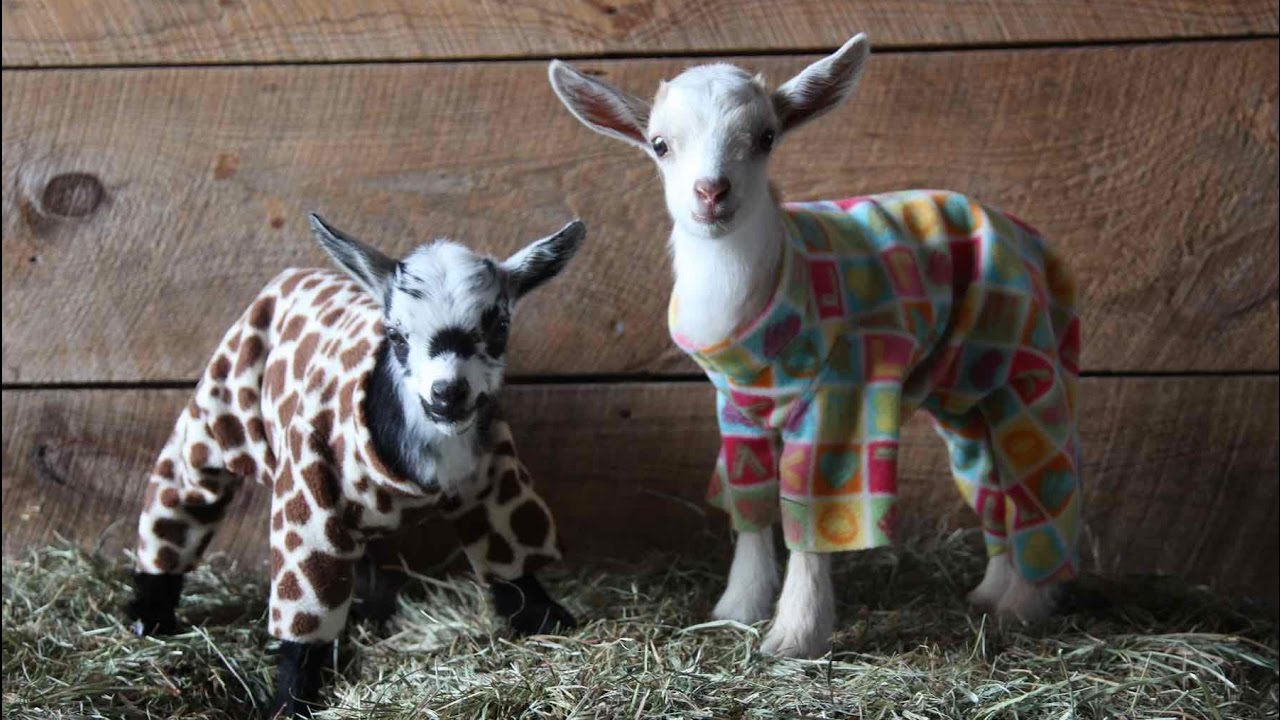 [Image: ten-adorable-baby-goats-gleefull.jpg]