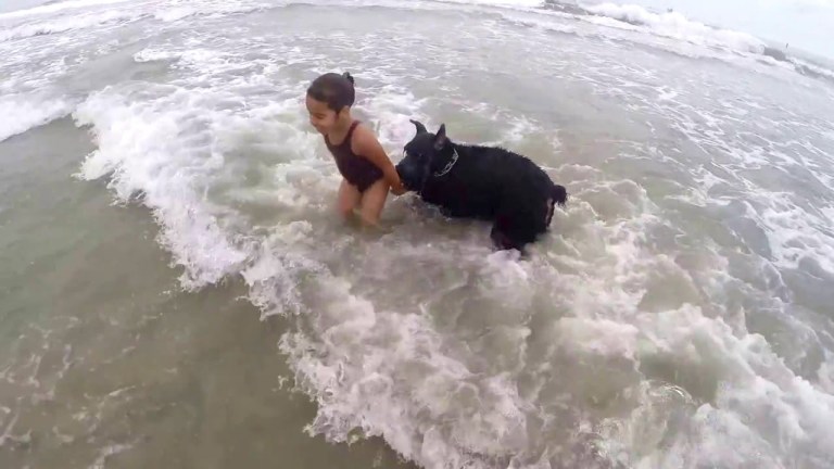 Dog Protecting Little Girl