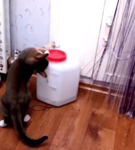 Cat Unscrews the Catfood Container