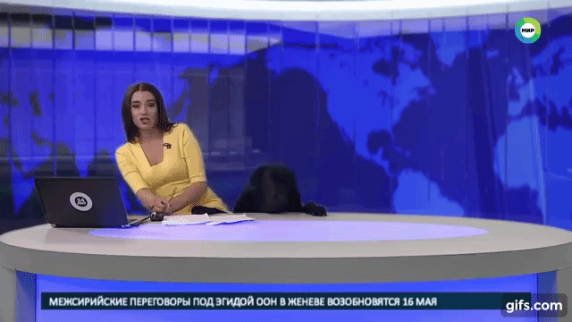 Dog interrupts News Mir24