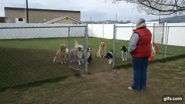 Dogs Exit Fence One by One by Name