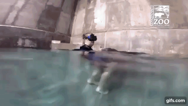Fiona Hippo Deep Water Roll