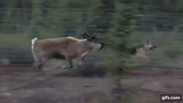 Young Reindeer Runs a Friendly Race With Playful German Shepherd on the Other Side of a Fence