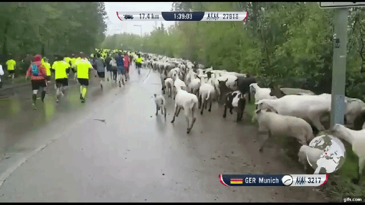 Goats Sheep Runners WFL Marathon Race Munich