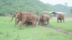 Herd of Elephants Greet Baby