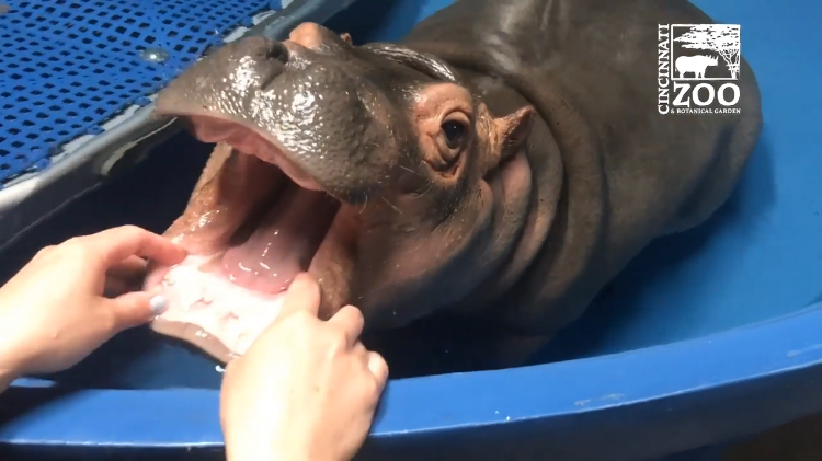 Hippo Dental Checkup