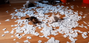 Kittens Playing in Paper