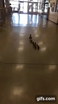 Mama Duck and Her Ducklings Bozeman High School