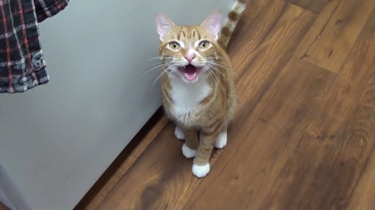 Marmalade Cat Saying Mom