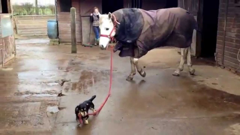 Schitzel the Dachshund Dog Chief the Pony