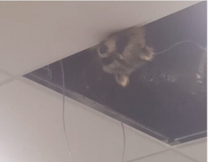 Raccoon Ceiling Toronto Pearson