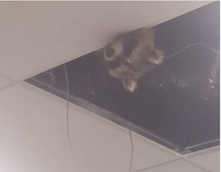 A Confused Baby Raccoon Peeks Out From the Ceiling of the Toronto