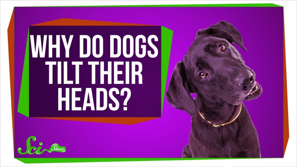 Scientific Theories That May Explain Why Dogs Tilt Their Heads When Listening