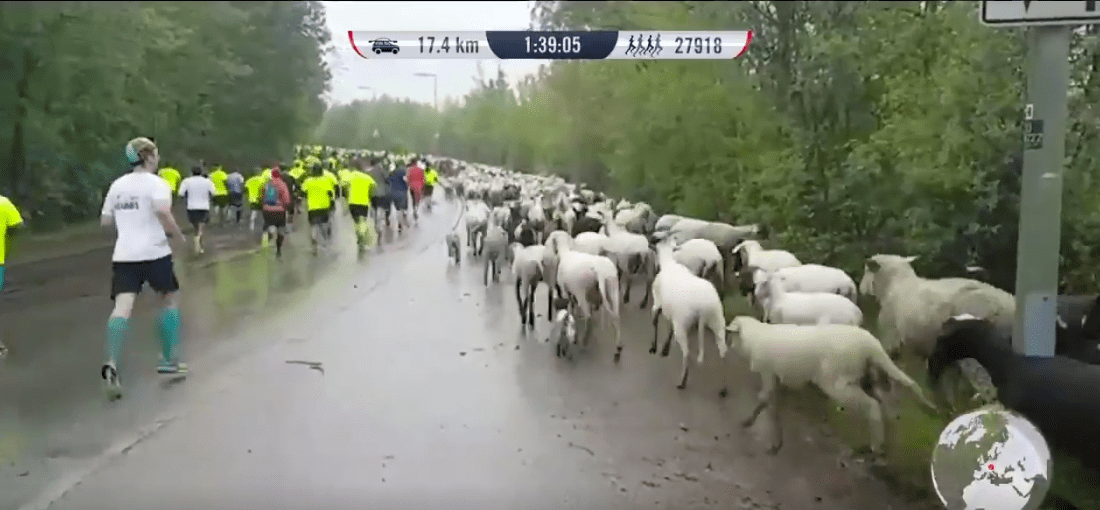 Sheep Goats Runners WFL Munich