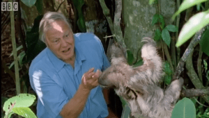 Sir David Attenborough Sloth Tree