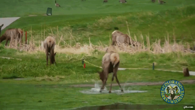 Spashing Elk Colorado