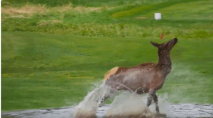 Splashing Elk Colorado