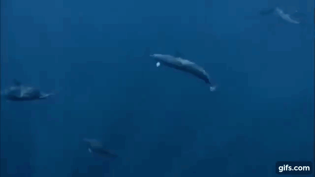 Spy Tuna Dolphins Leaping