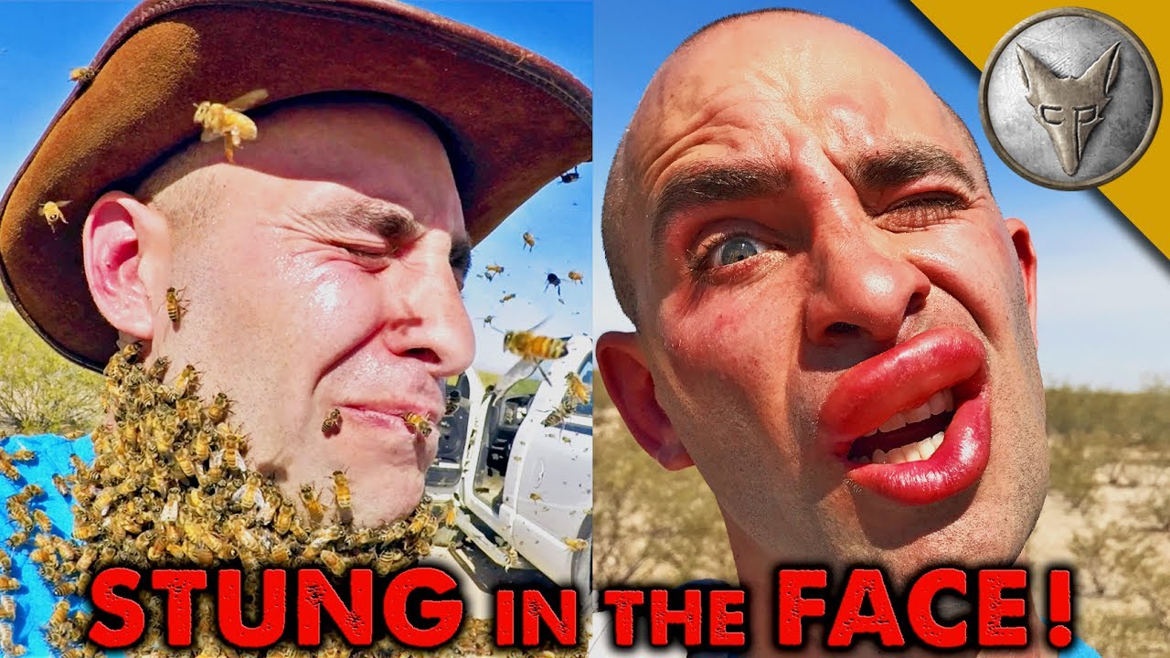 Swarm Of 3000 Angry Bees Sting Coyote Peterson S Face During His Failed   Stinging Honey Bees Render Coyot 