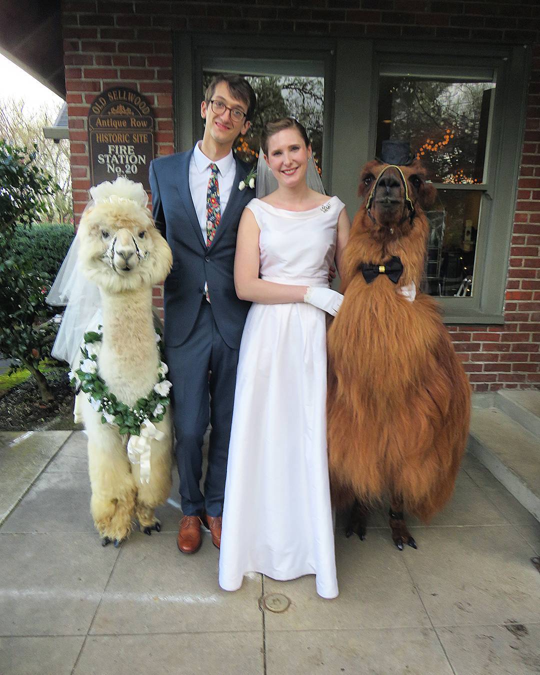 Wedding Llamas Portland Couple