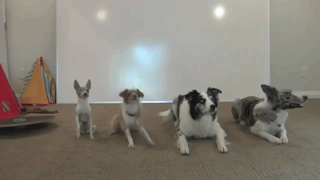 4 Dog Tricks
