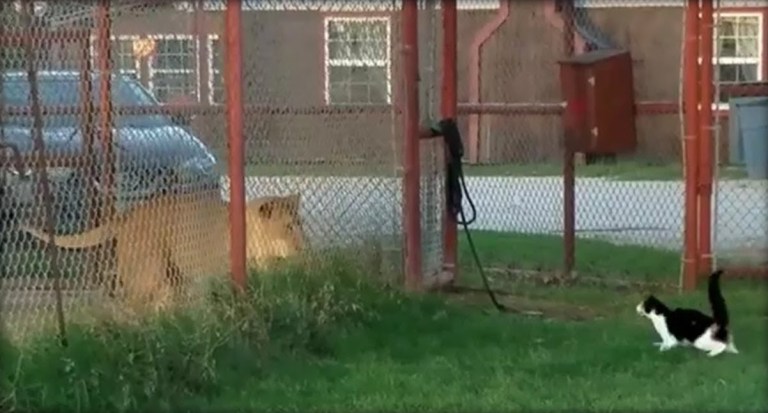 Cat Challenges Lion