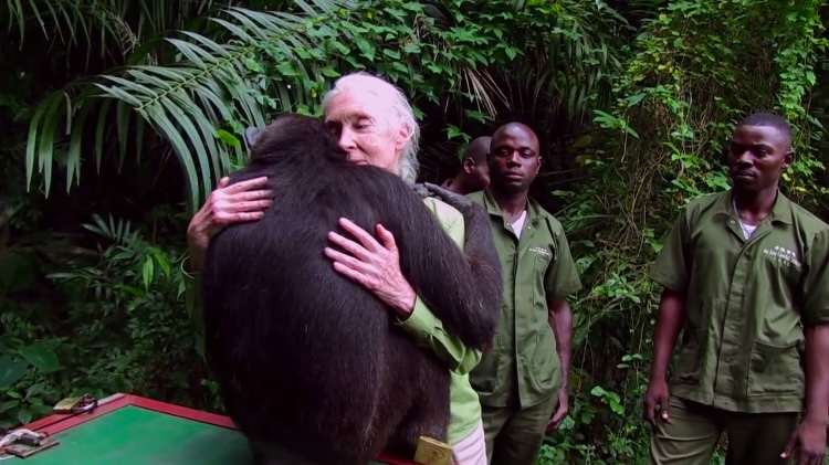 Grateful Chimpanzee Doubles Back to Give Jane Goodall a Big Hug After Being Released Into the Wild
