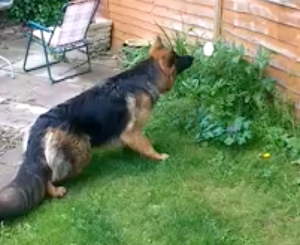 German Shepherd Blooming Invader Backyard