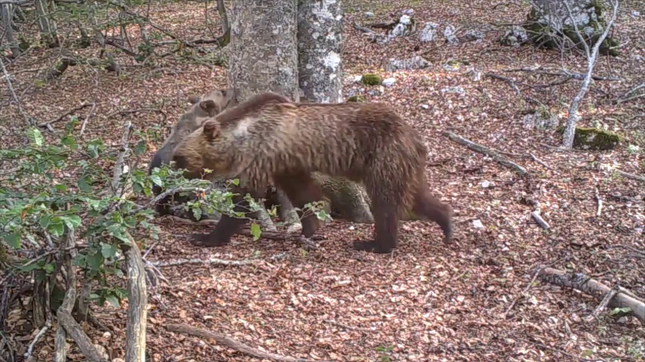 Bear Beech Tree A Beech Tree Silently Witnesses an Amazing Variety of Wild Animals Over ...
