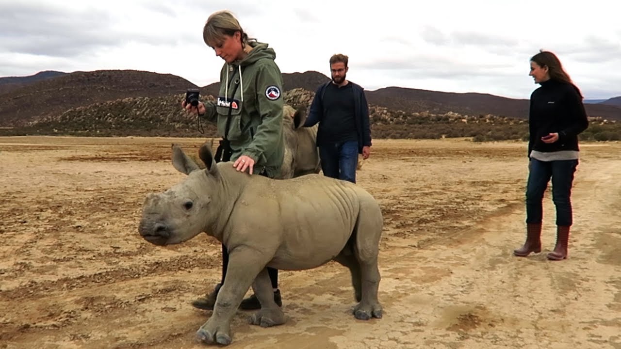 A Bouncy Baby Rhino Gleefully Bounds Down a Dirt Path During a Walk ...