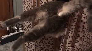 A Determined Cat Hilariously Loses Her Footing While Climbing Inside an Empty Suitcase