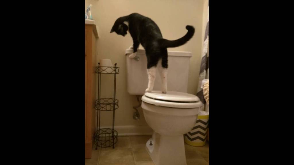 A Persistent Tuxedo Cat Repeatedly Flushes the Toilet After Figuring