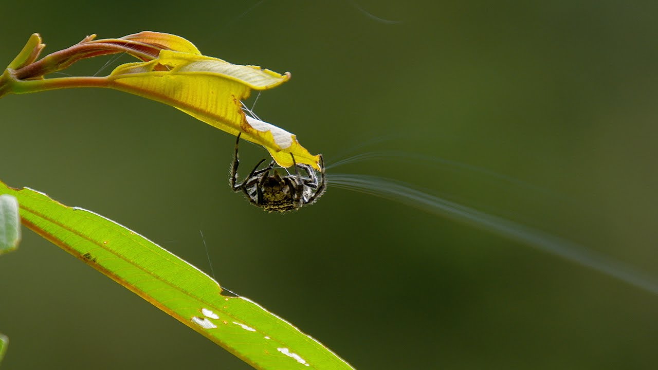 A Tiny Darwin's Bark Spider Shoots a Silk Line Over 25 Meters to Begin