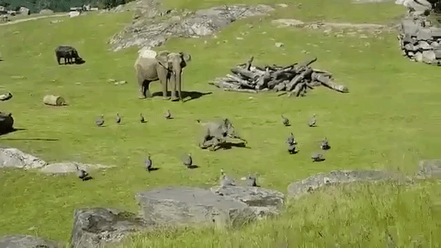 Baby Elephant Falling Down
