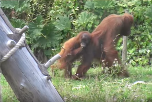Baby Orangutan Escapes Mothers Grip