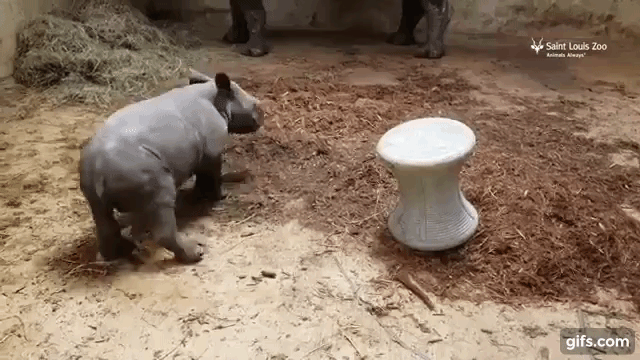 Baby Rhino Charging Hornless