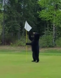 Bear Golf Game