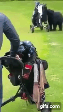 Bear Interrupts Golf Game