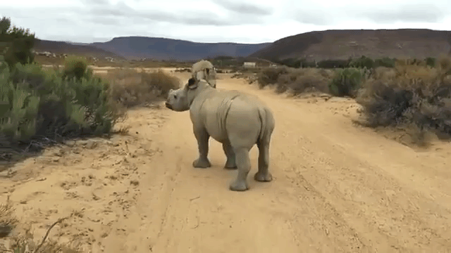 Bouncy Baby Rhino
