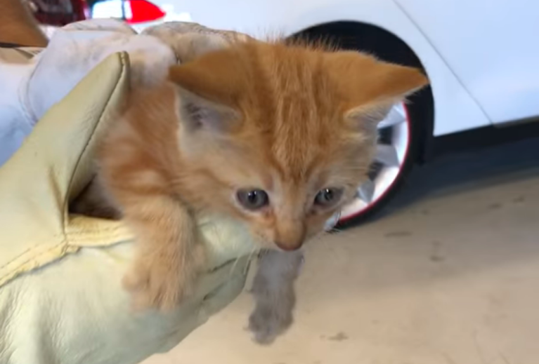 Bumper Kitten