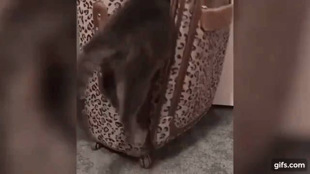 Cat Looses Footing Suitcase