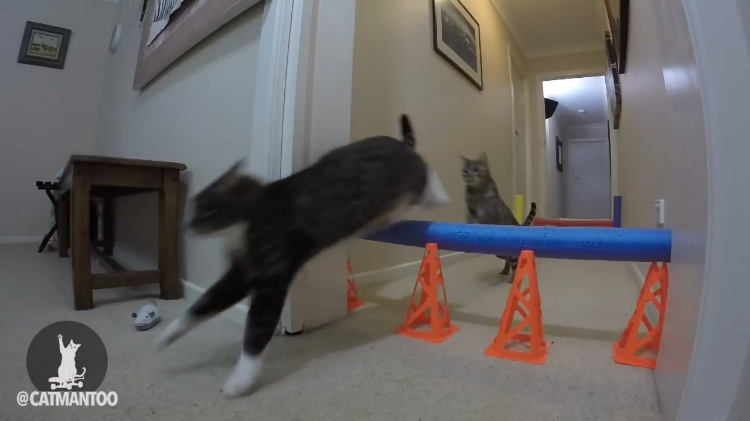 Cat Obstacle Race