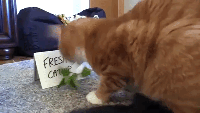 Cole and Marmalade Adorably Demonstrate Exactly Why Some Cats Really Love  Catnip