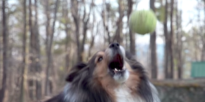 Dog Catching Ball