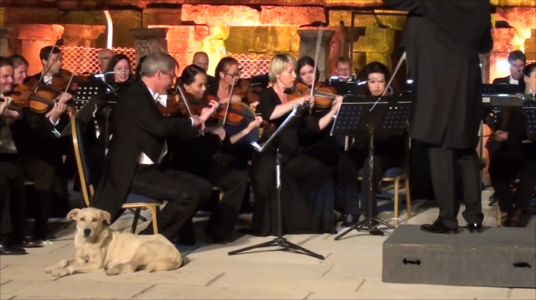 Dog Orchestra